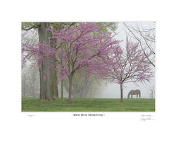 Red Bud Morning