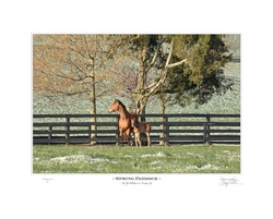 Spring Paddock