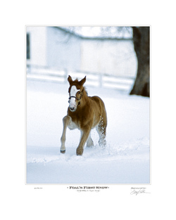 Foal's First Snow
