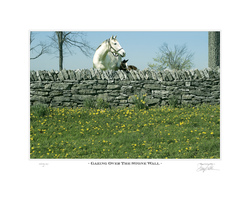 Gazing Over The Stone Wall