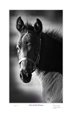 Sunset Foal