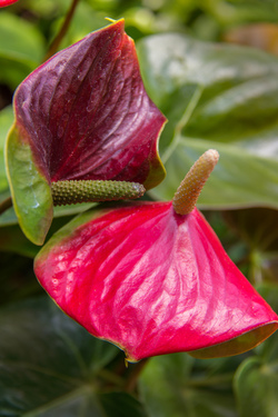 Anthurium Flower