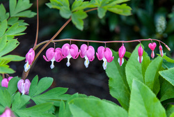 Bleeding Heart Detail