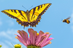 Butterfly 2