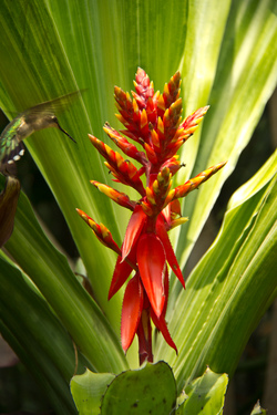Heliconia and Hummingbird