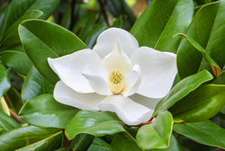 Magnolia