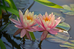 Water Lilly #1