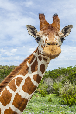 Giraffe Portrait - A young Reticulated African Giraffe