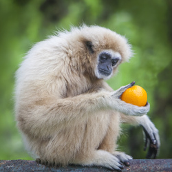 The Thinker