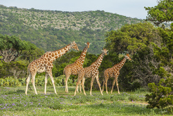 Giraffes at Sunset