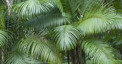 Palm Grove Detail