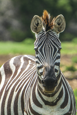 Grevy's Zebra - The Imperial Zebra