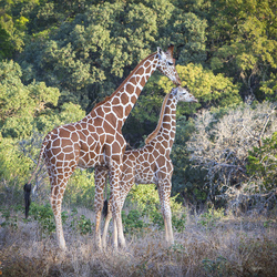 Giraffe Kiss