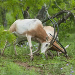 Scimitar-Horned Oryx No. 2
