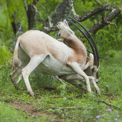 Scimitar-Horned Oryx No. 4