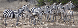 Burchell's Zebras