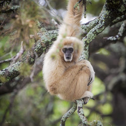 The Gibbon