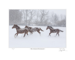 Bluegrass Blizzard