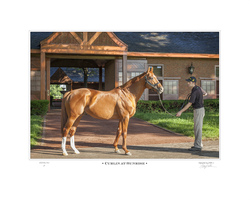 Curlin at Sunrise