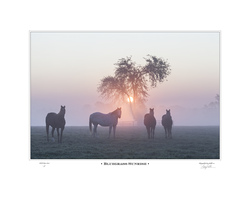 Bluegrass Sunrise