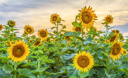 Sunflowers At Sunset