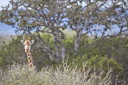 Giraffe Peakaboo