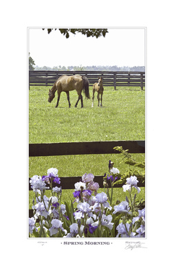 Spring Morning 