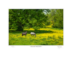 Golden Meadow