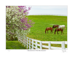 Blooming In The Bluegrass