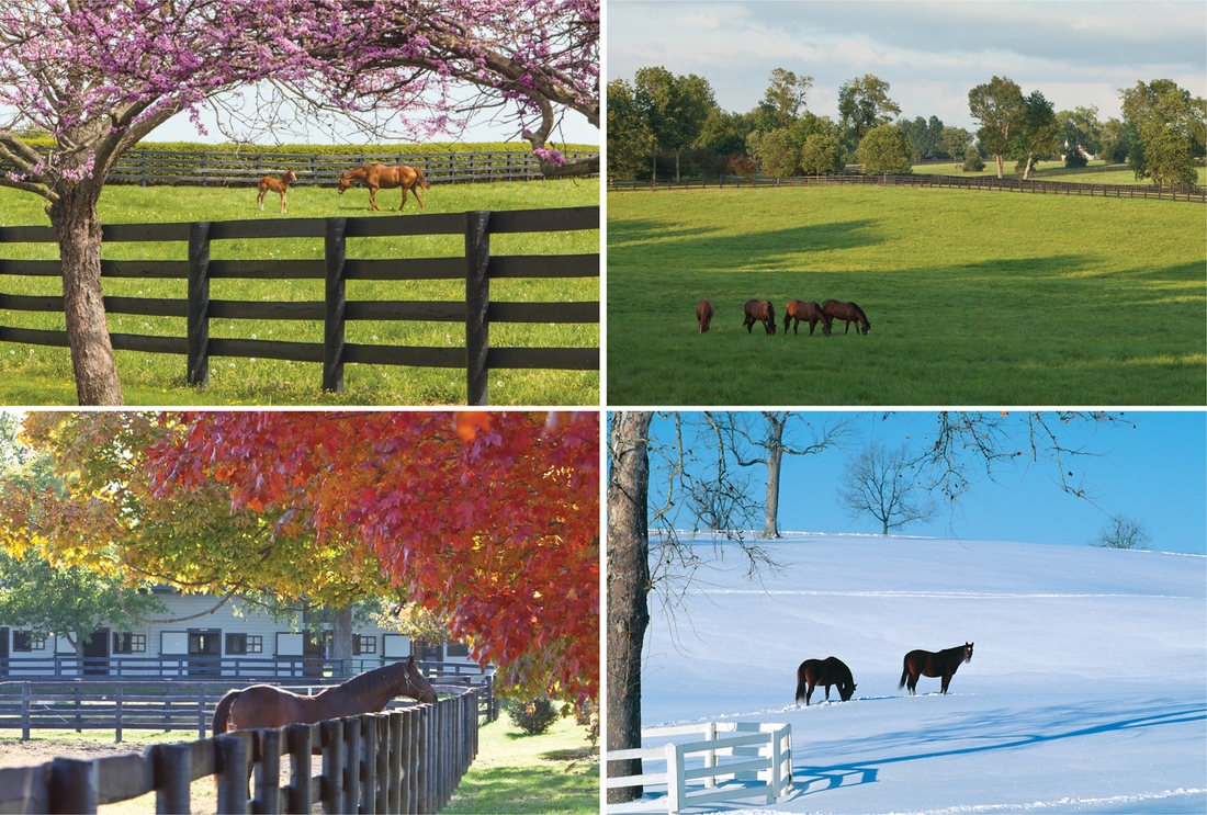 A Fine Art Horse Print. The four seasons of the Bluegrass as only famed