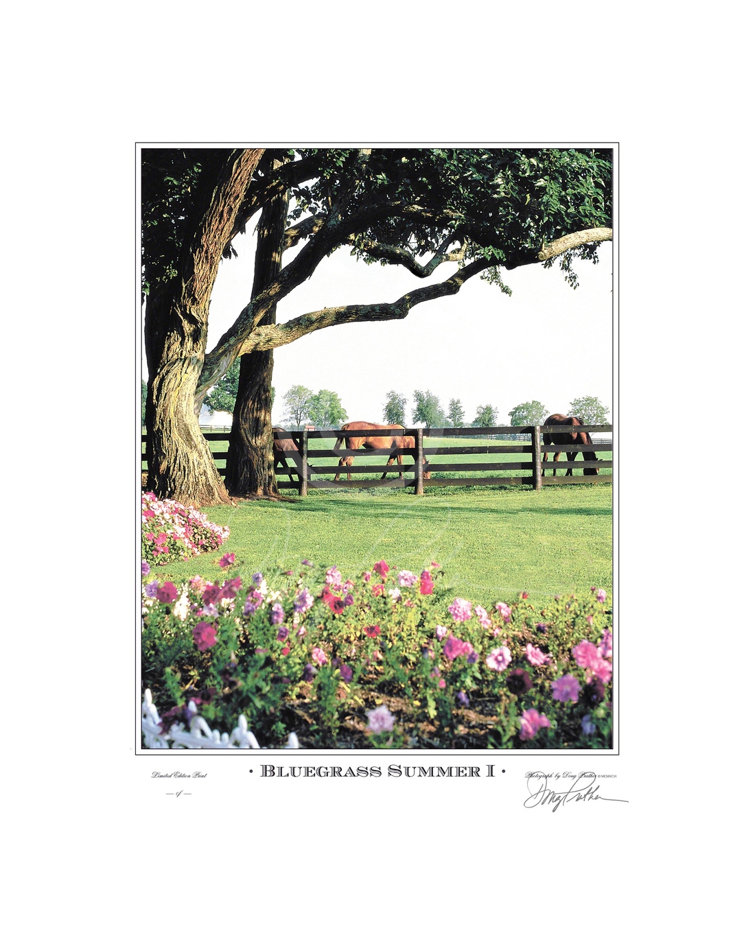 Bluegrass Summer I, a fine art horse print. A lush scene intertwining summer flowers, horses, trees and fences into a beautiful pastoral scene on Green Gates Farm, Ironworks Pike, Lexington, Ky. This was also the former Spendthrift and Elmendorf Farms. Ph