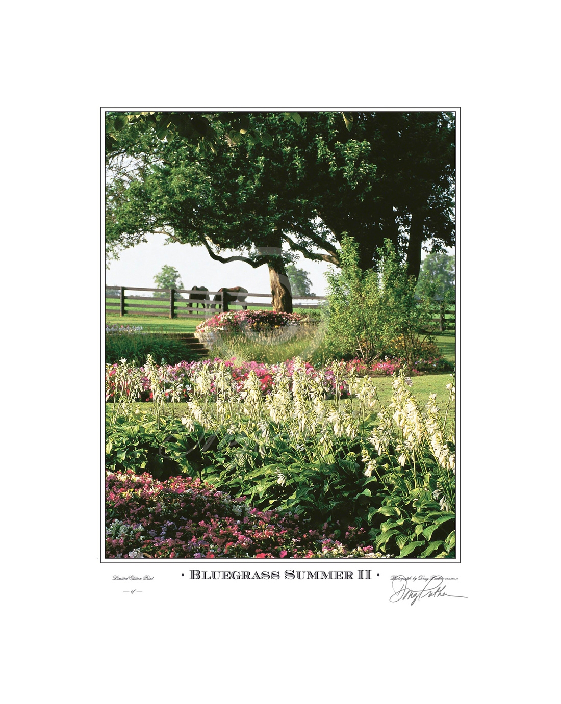 Bluegrass Summer II, a fine art horse print. A lush scene intertwining summer flowers, horses, trees and fences into a beautiful pastoral scene on Green Gates Farm, Ironworks Pike, Lexington, Ky. This was also the former Spendthrift and Elmendorf Farms. P
