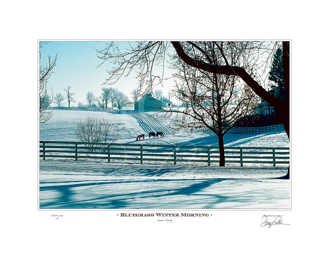 Bluegrass Winter Morning, a fine art horse print. A cold, crisp day cast a blue light while Thoroughbred fillies graze through the freshly fallen snow on Calumet Farm, Lexington, Ky. Photograph by Doug Prather