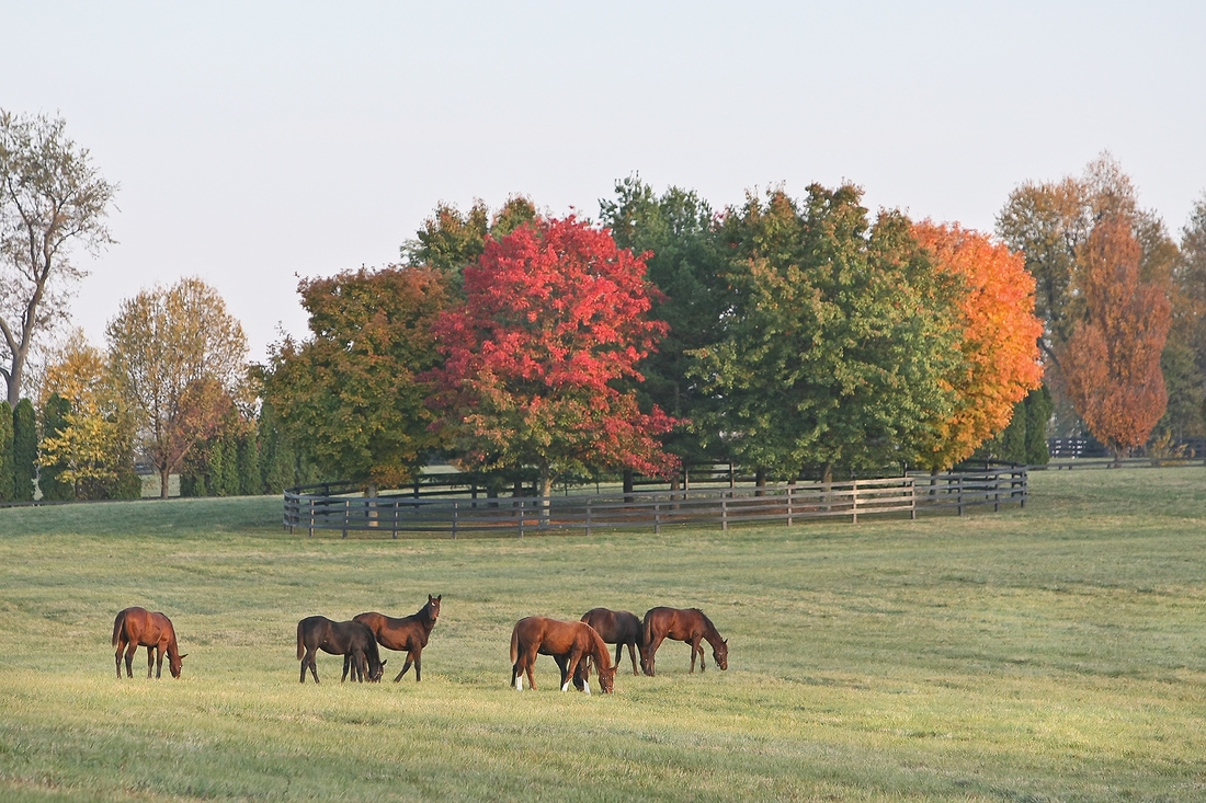 Fall Foliage