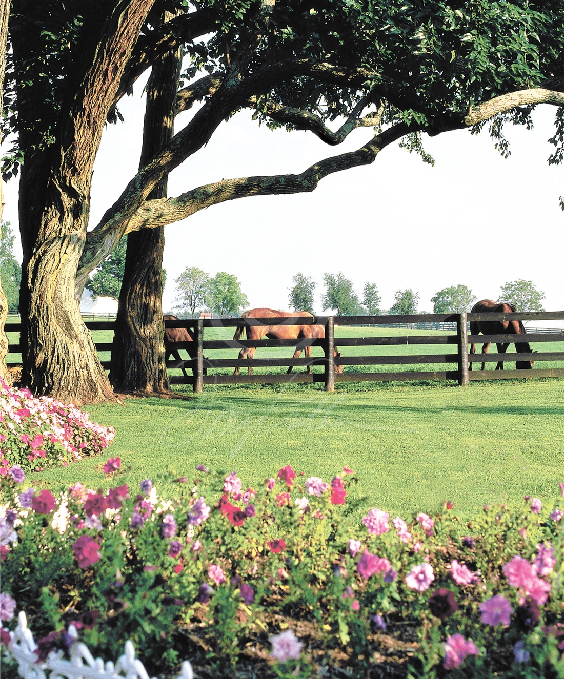 Bluegrass Summer I. A lush scene intertwining summer flowers, horses, trees and fences into a beautiful pastoral scene on Green Gates Farm, Ironworks Pike, Lexington, Ky. This was also the former Spendthrift and Elmendorf Farms.