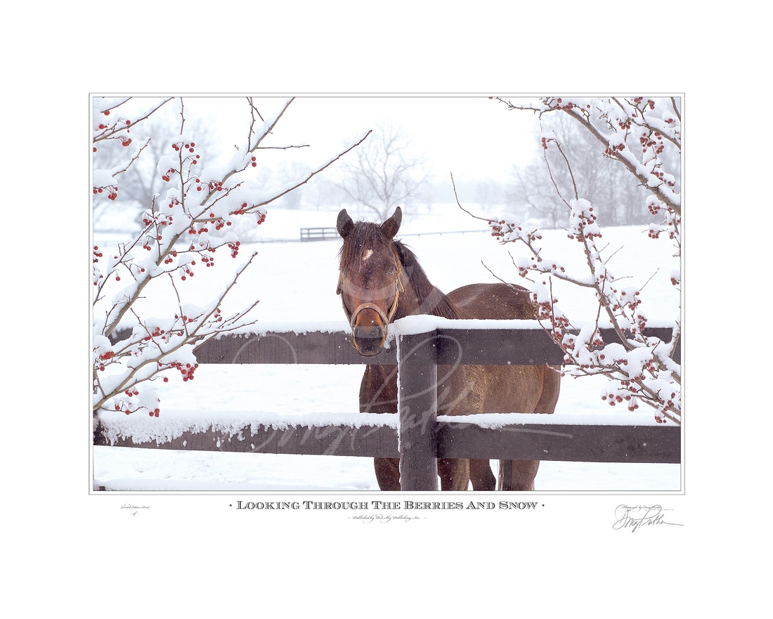 Looking Through The Berries & Snow
