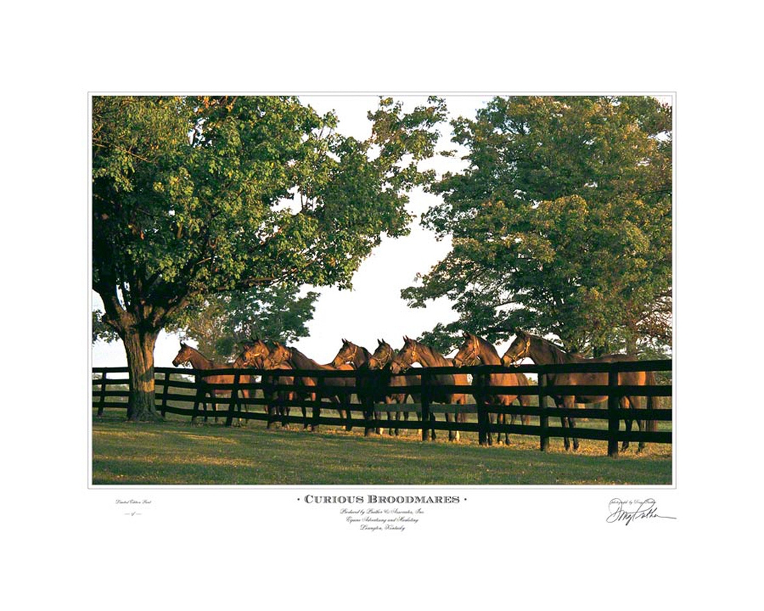 Curious Broodmares, a fine horse fine art print by Doug Prather. A line of Thoroughbred mares were all perked up and at attention to a some curious activity front of the famous columns on Elmendorf horse Farm, Lexington, KY.