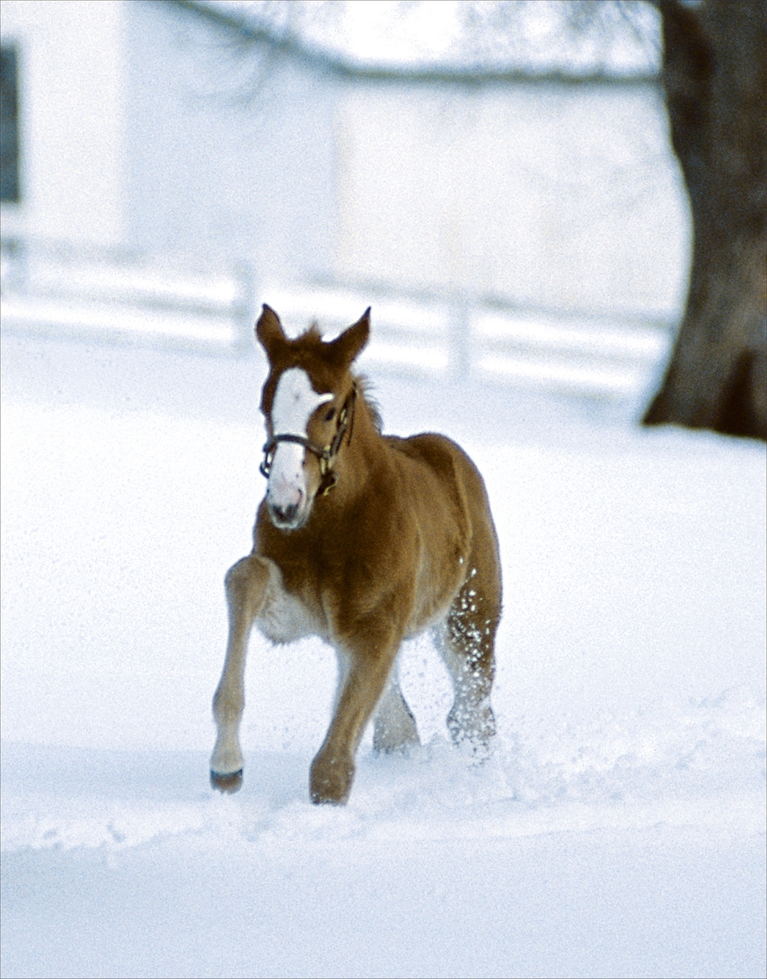 Foal's First Snow