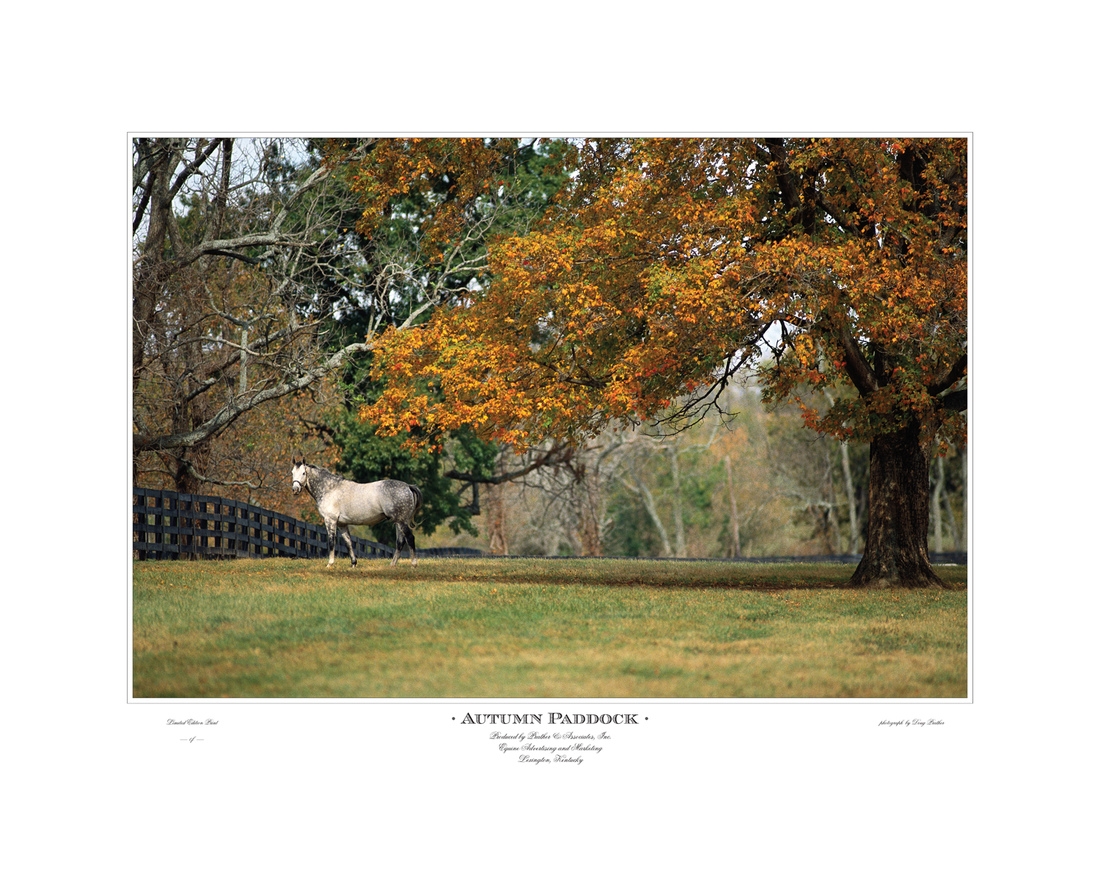 Autumn Paddock, a portrait of El Prado, the champion gray Throughbred stallion sire of horses in his paddock. Brilliant fall tree colors of the Bluegrass on Airdrie Stud