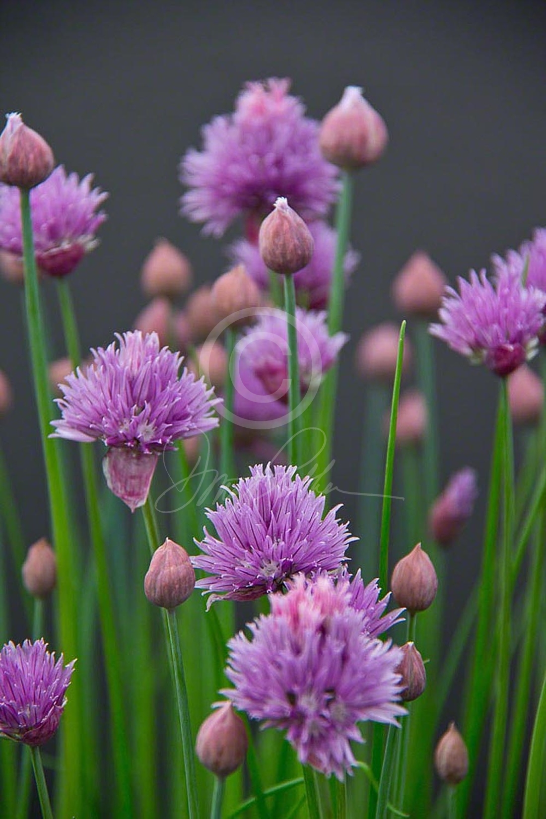 Chives