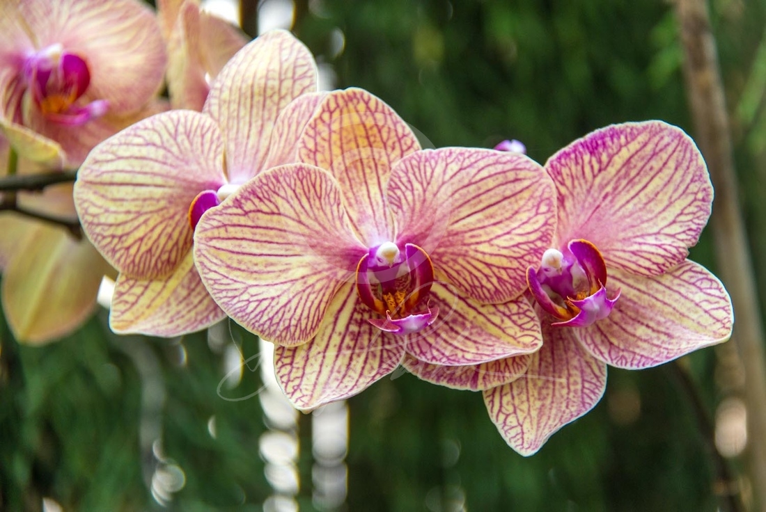 Orchid #2 | Doug Prather
