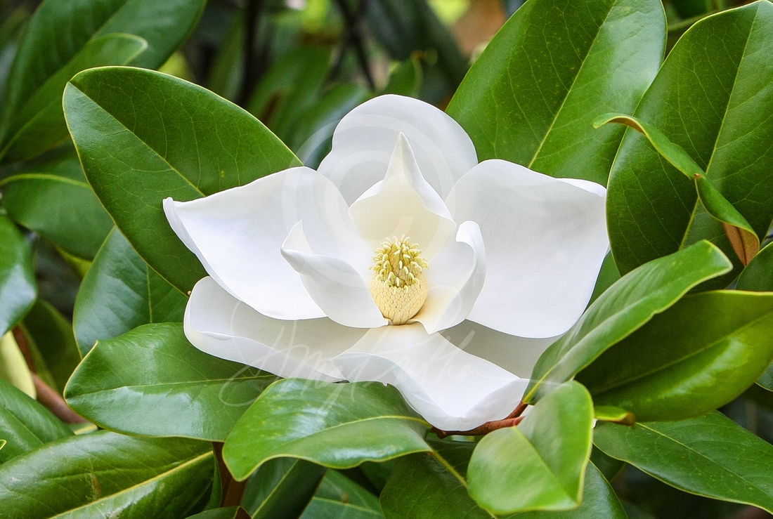 Magnolia