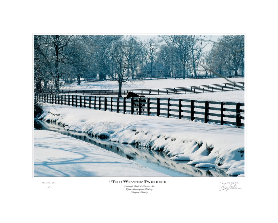 The Winter Paddock