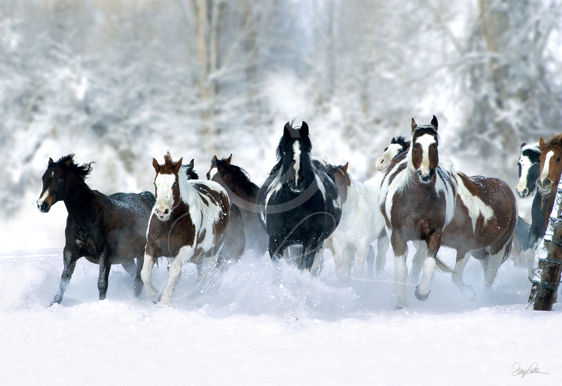 Paints In The Powder, a fine art quarter horse print. Paint quarter