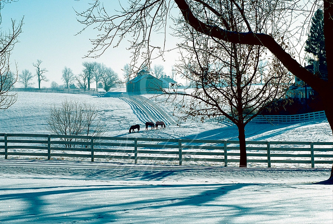Bluegrass Winter Morning, Large Chromaluxe Art Panel. A cold, crisp day cast a blue light while Thoroughbred fillies graze through the freshly fallen snow on Calumet Farm, Lexington, Ky.