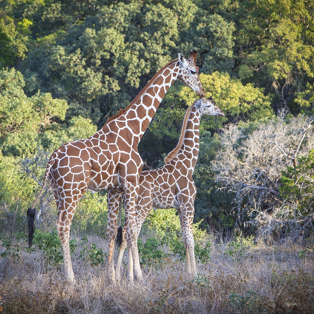 Giraffe Kiss