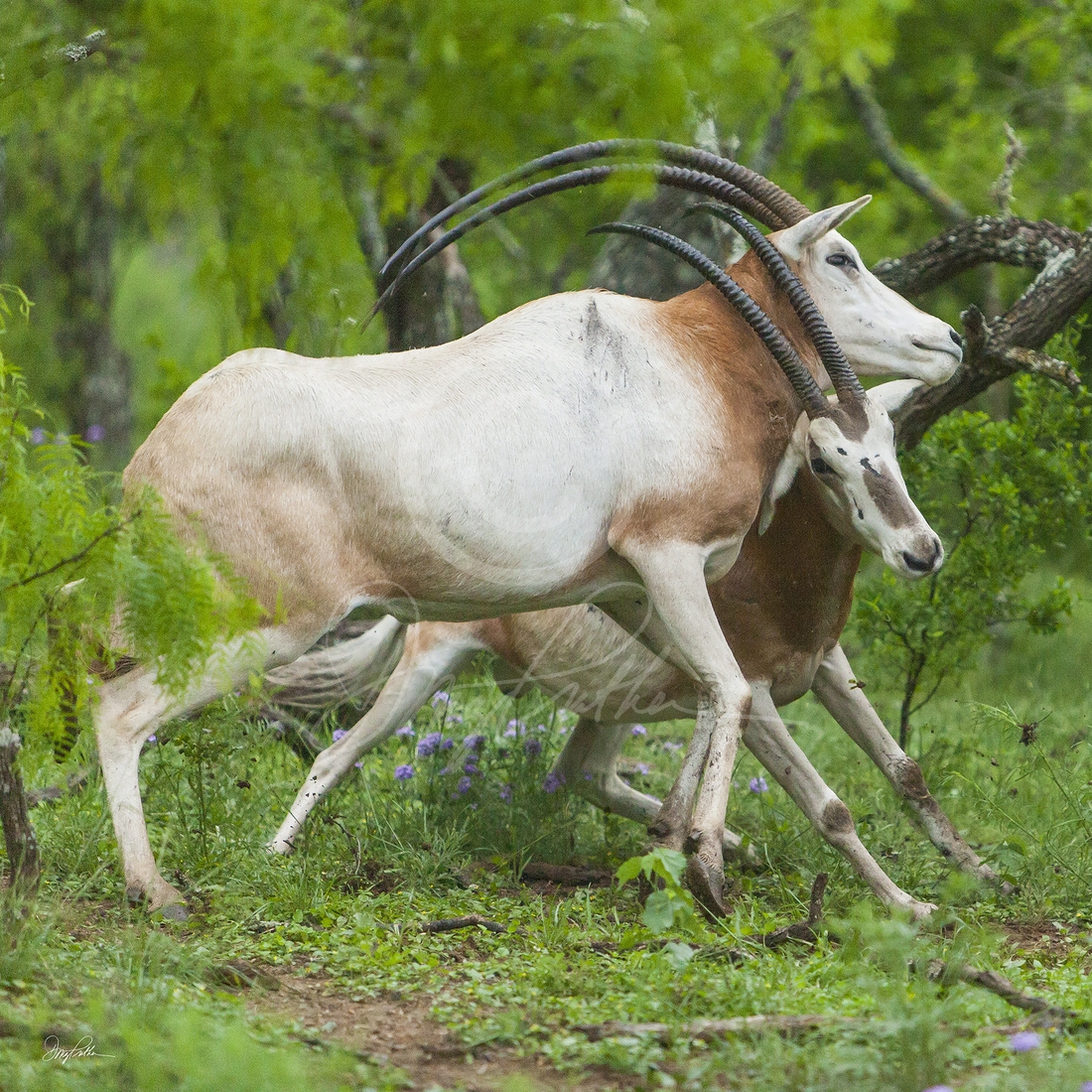 Scimitar-Horned Oryx 3 of 4, a fine art wild animal art panel. Scimitar-Horned Oryx Bulls fight in a very rare rutt battle. No. 3 of 4 Scimitar-Horned Oryx 3 of 4, a fine art wild animal art panel. Scimitar-Horned Oryx Bulls fight in a very rare rutt battle. No. 3 of 4