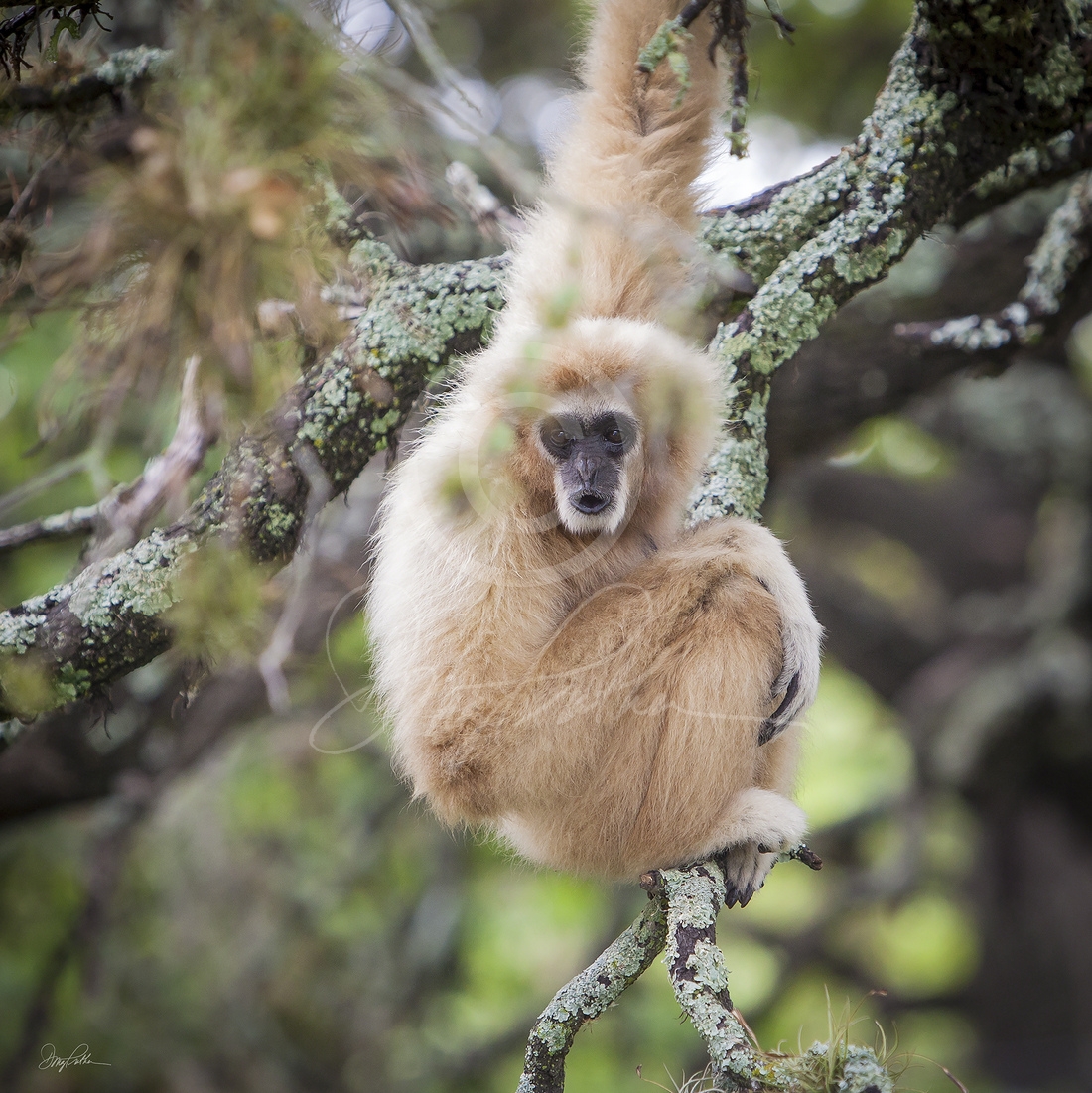 The Gibbon