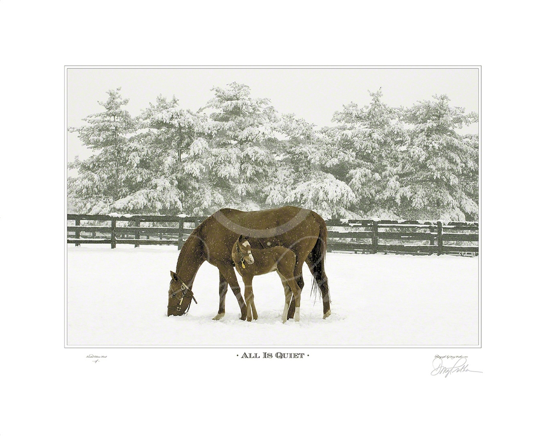 All Is Quiet, fine art horse print by Doug Prather. A Thoroughbred mare and her new born foal on a still morning in deep February snow. 