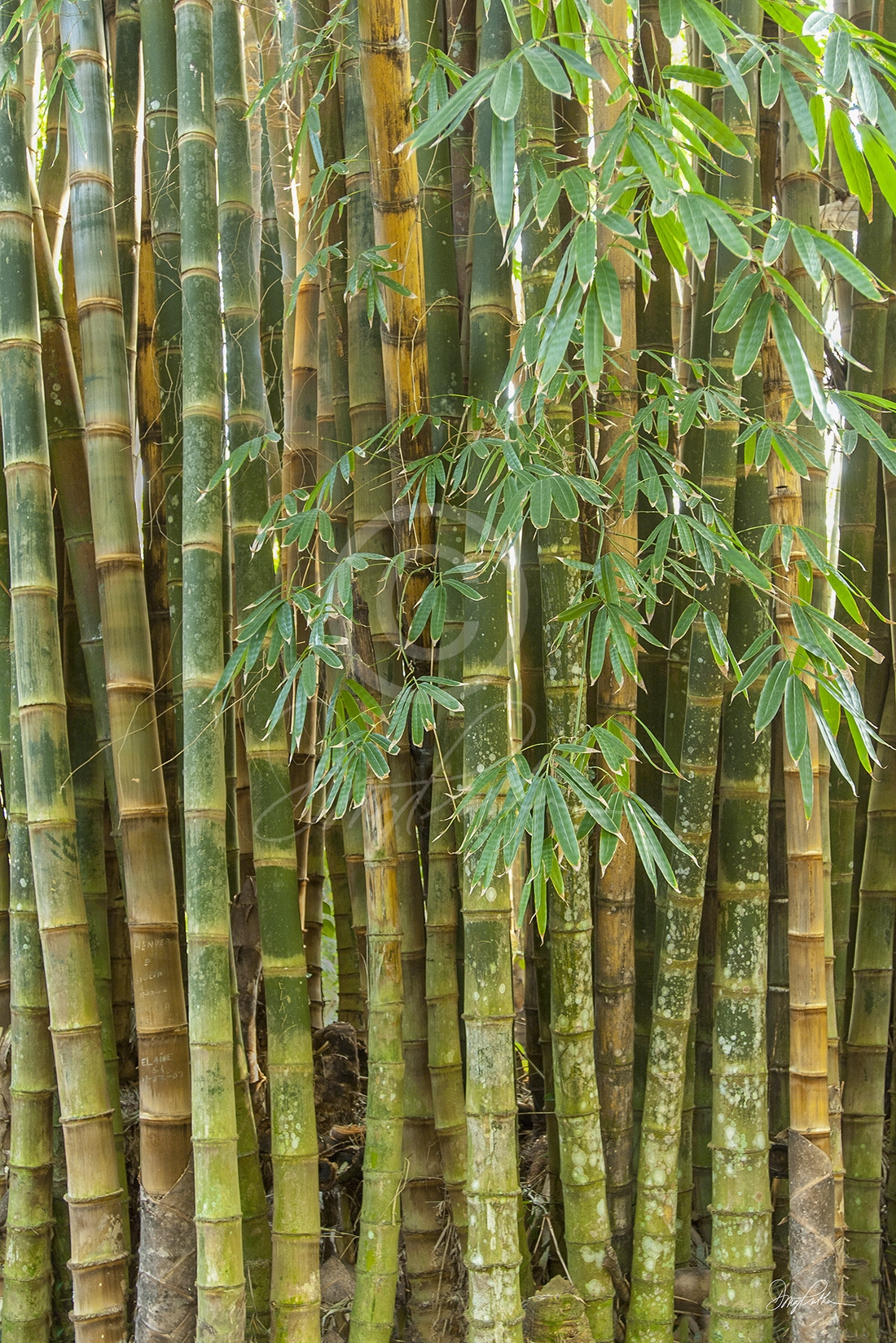Bamboo Grove detail, a fine art print. A vertical detail image of a